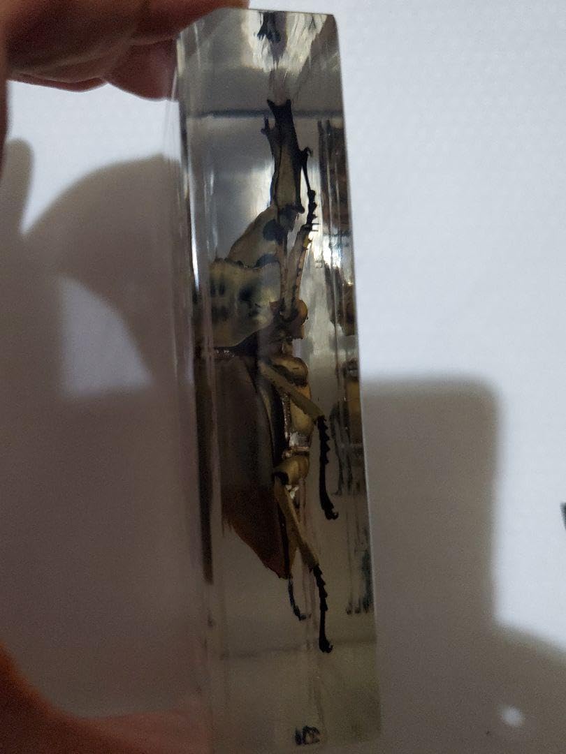 Amazon.co.jp: オウゴンオニクワガタ樹脂標本 : 文房具・オフィス用品